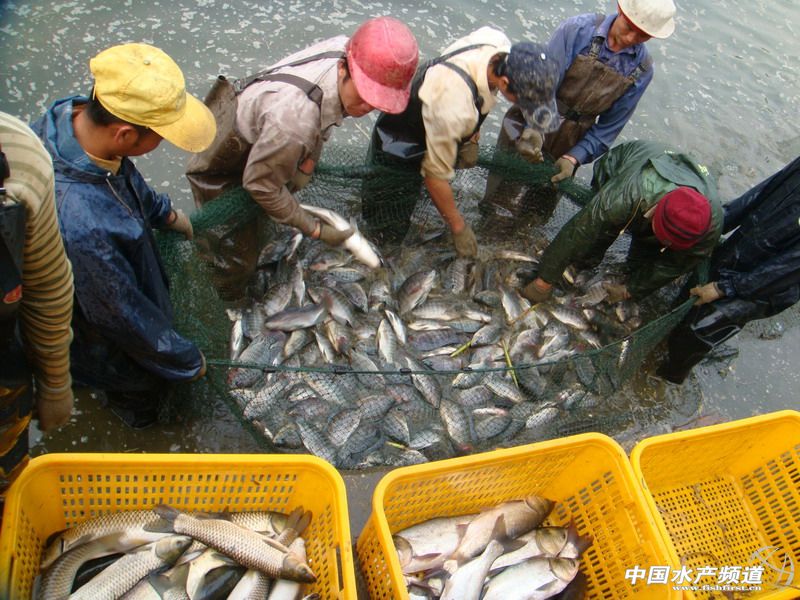 �V���_���~���N�Bֳģʽ����