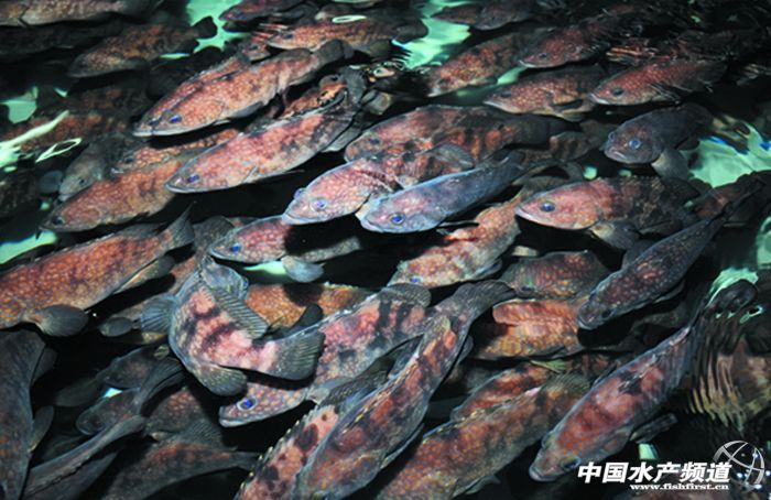 ʯ���~���I���Bֳ