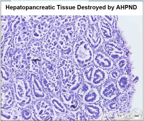 ���r���Ը����ى�����PCR�z�y�������M���_