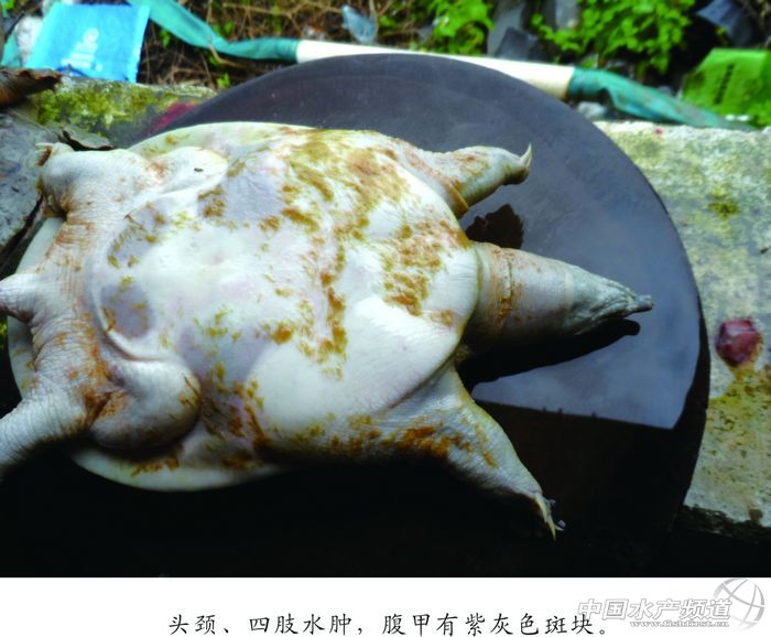 ���~��đ�C�ϰY�ķ���