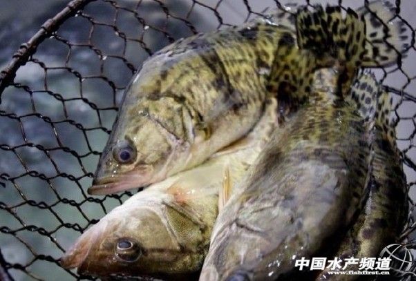 2013�Z�~�Bֳ�в��� �r���߄ݷ�������Ҏ��