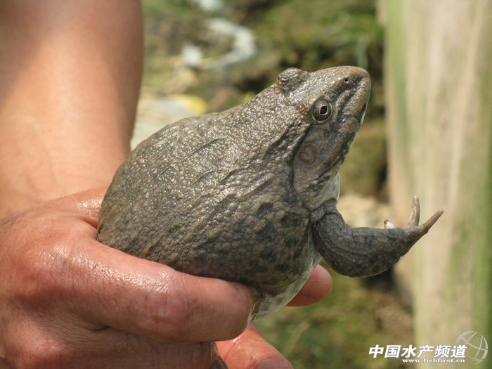 Խ�������كr�q ���������Ӱ�