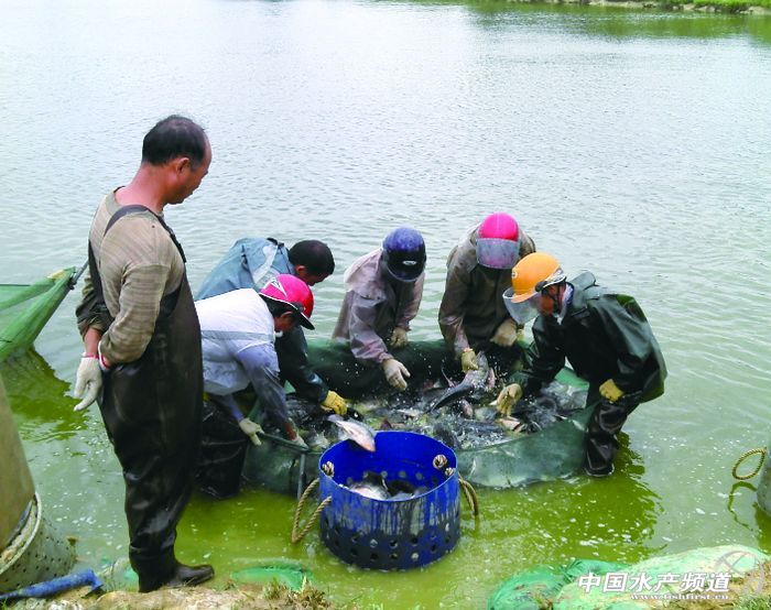 ����ʡ�_���~�Bֳ�F���Ҫ�Bֳģʽ����