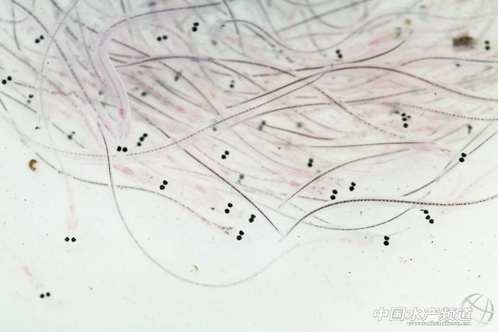 �i�ӵ��ձ�����������ƪ