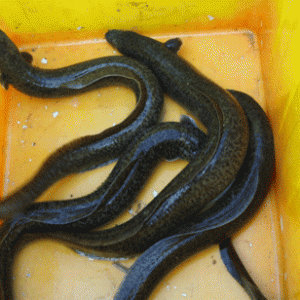 ��ُ�Nָ�ϡ�������2014�Bֳ���A���߷�