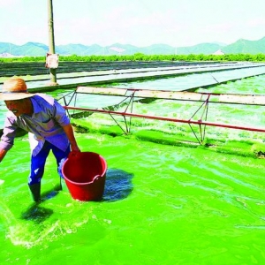 ΢����ˮ�a(ch��n)�B(y��ng)ֳ����������_�l(f��)�еđ�(y��ng)�ã��D��