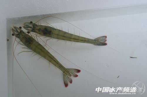 �r��Ʒ������͹�@  �M���H�r�����^25�f��