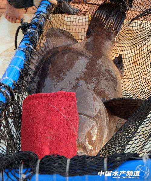 ʯ���Bֳ������1-2��