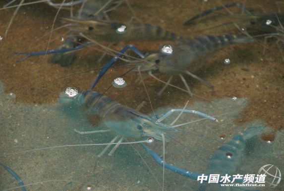 SPF�_�r�H�r����ͻ�ơ��F�r���y�}