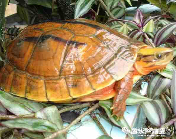 �������Xӿ�룬������������B����