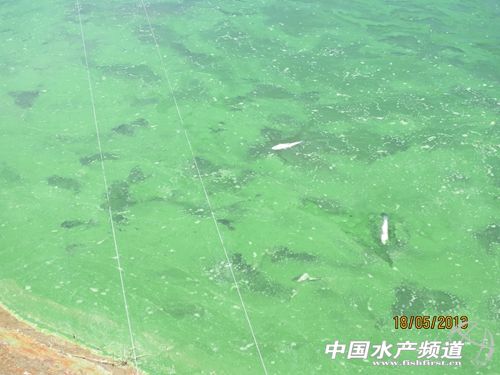 Խ�����~�B(y��ng)ֳ�śr���B(y��ng)ֳ�F(xi��n)�����