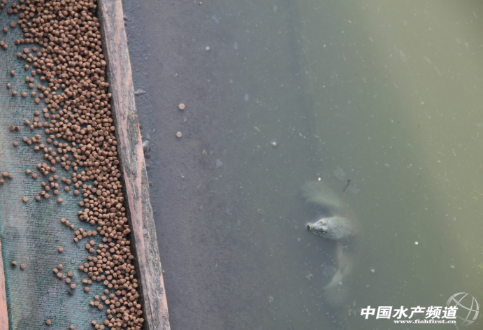 ���Ҳ�������Ƽ��~����