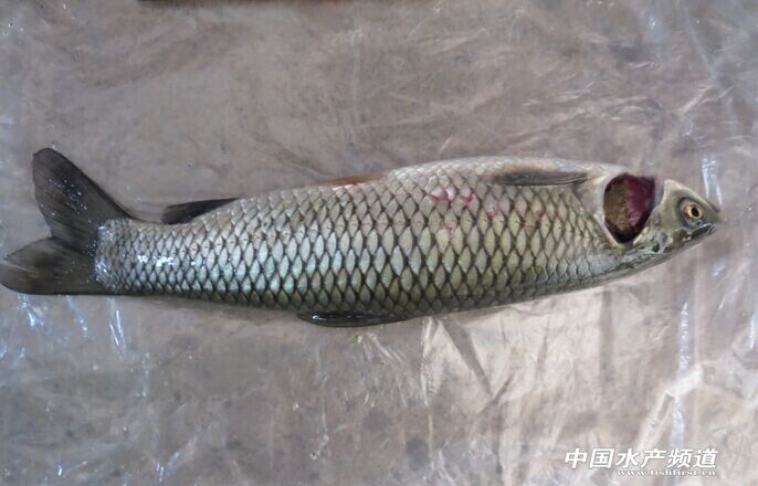 �ϰ�����~���l(f��)���w�����\�༰����