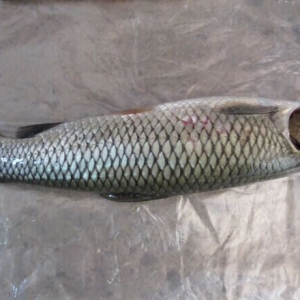 �ϰ�����~���l���w�����\�༰����