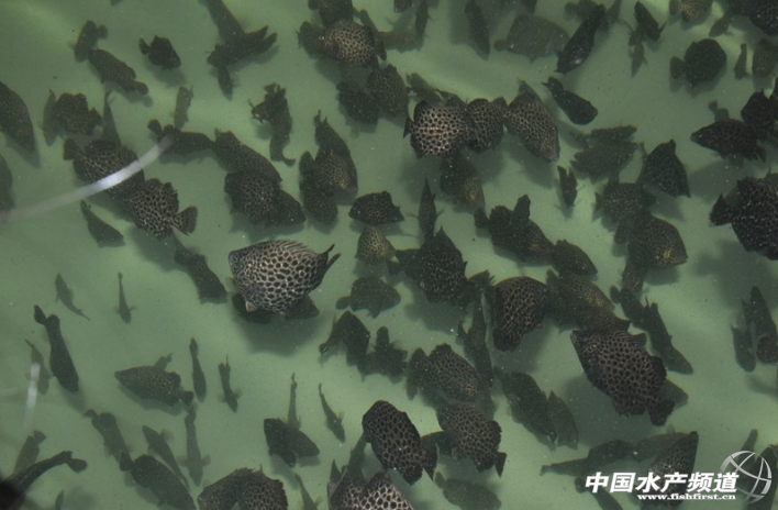 ��ʯ���˹������׸�� ��đ���~�����٫@�ɹ�