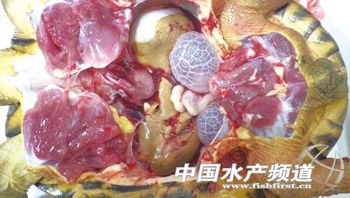 һ��ʯ�������׵��\���c�ί�