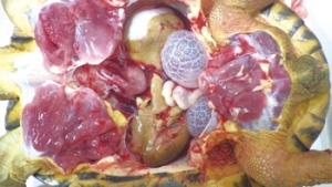 һ��ʯ�������׵��\���c�ί�