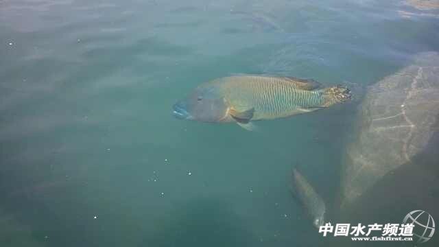 ꐇ��A������أ��Kü�˹������׫@�ɹ�