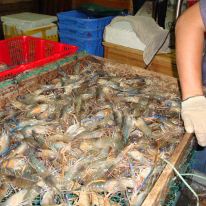 ���r���l���D�B�����F