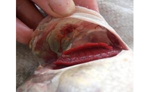 �_���~���������ķ��������μ��BֳҎ����Ӱ�