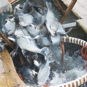 ���K��Ҫ��ˮ�~�B(y��ng)ֳ�Ј��΄ݷ���