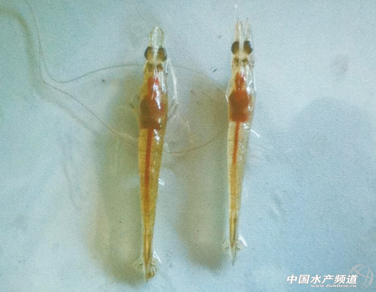 ���r�Bֳ�����P�I���g