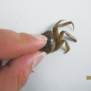 һ����з��֫�����\�����