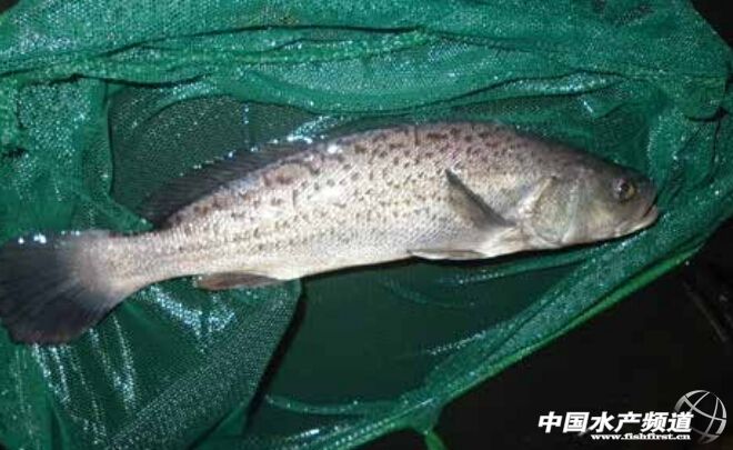 Ȯ���S���~��ī�����Bֳ��