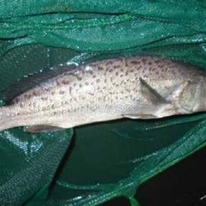 Ȯ���S���~��ī�����B(y��ng)ֳ��