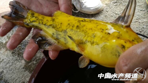 ���S���~���Dɫ���P�I�ǻ֏��~�w�������������x�C��