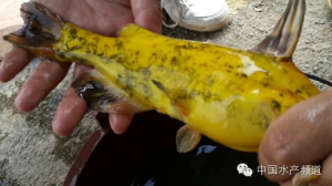 ���S���~���Dɫ���P�I�ǻ֏��~�w�������������x�C��