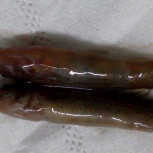 һ�����q�w�흢�������\���c����