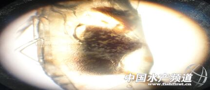 �\Մ�r���C�Ϸ��μ��g