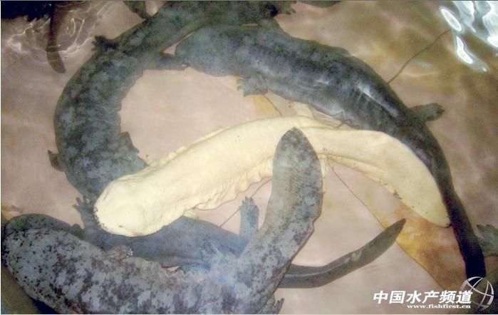 ���F�Bֳ�I��ʎ�{��