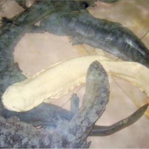 ���F�Bֳ�I��ʎ�{��