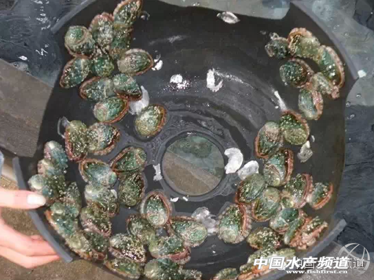 �U�~���롰���족 �����|ɽ�u�B����׃�c��