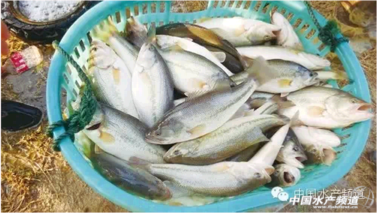 ���˼���������|����ƏV���������������ă���