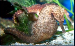 �֏���δ���������ӭ�����R���dʢ��