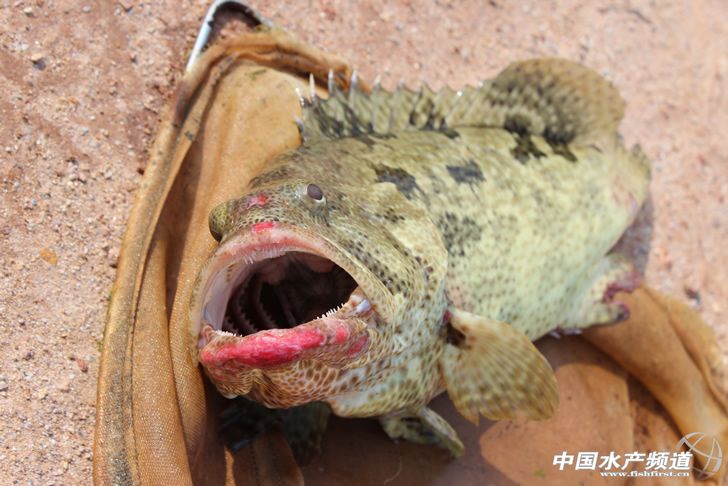 ͨ�^���Ƅ��︣���p��ʯ���~����