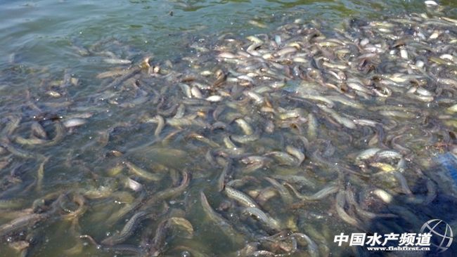 ����_�����q���������ɻ��ʵ��Ҳ�������