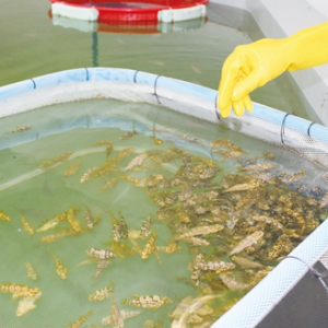 ���ϴ�W(xu��)����ꐇ��A��ʯ���~�a(ch��n)�I(y��)�����c��·