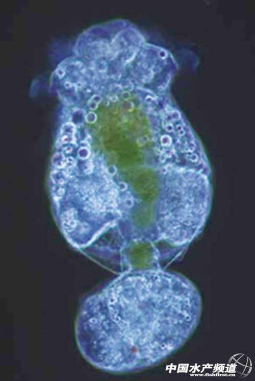 ����ˮ�|�ĝ�s������݆�x