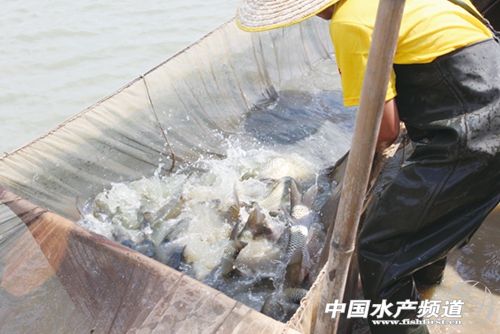 �|���������Bֳģʽ���鼰Ͷι����