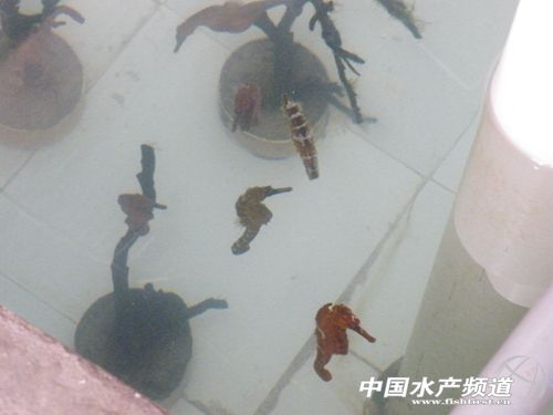 ���R�B(y��ng)ֳ����һ���d��ı���