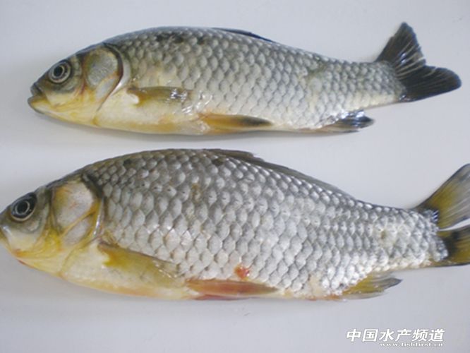 һ�������y�a�c�ײ����\�η���