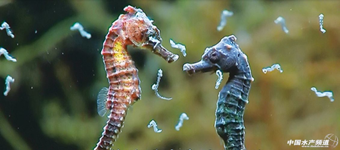 ��һ�����R�B(y��ng)ֳ�ᳱ��(l��i)�u��