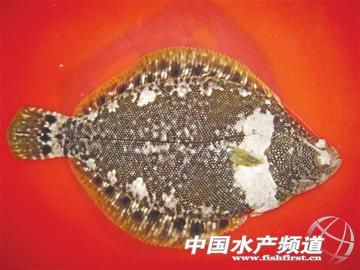 �A�����l���S��ˮ�a(ch��n)�о�����(sh��)�F(xi��n)�˹��B(y��ng)ֳ �״Ρ��Ρ���a(ch��n)�I(y��)��