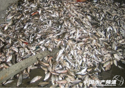 �Ї�(gu��)ˮ�a(ch��n)�B(y��ng)ֳ��(du��)ȫ��ˮ�a(ch��n)Ʒ����(y��ng)�����Ӱ�