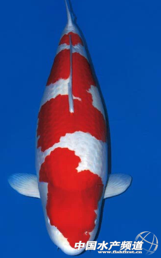 һ�l�~(y��)�Ċ^��ʷ