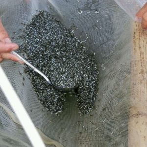 �_������ƽ���r���ˮ������100Ԫ/�fβ